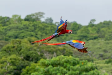 Fotobehang Wildlife of Corcovado in Costa Rica: two colourful scarlet macaws flying by in fron of green background © Miguel