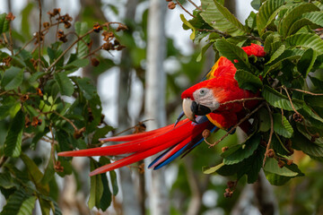 scarlet macaw in corcovado national park of costa rica