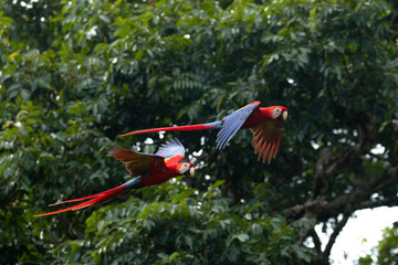 scarlet macaws of costa rica flying in the rainforest © Miguel