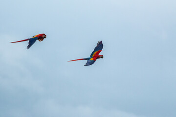 scarlet macaws of costa rica flying in the rainforest