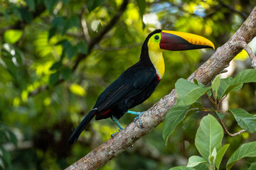 Chestnut-mandibled toucan or Swainson's toucan (Ramphastos ambiguus swainsonii) close up sitting in its natural habitat in Costa Rica Osa Peninsula