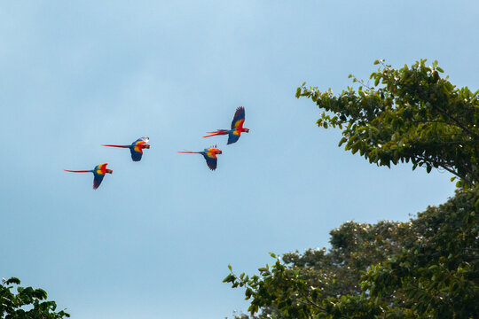 scarlet macaws of costa rica flying in the rainforest