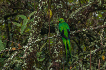 emerald green quetzal in cloud forest of costa rica