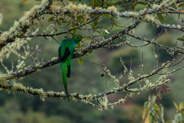 cloud forest of central america: esmerald green quetzal sitting on branch in costa rica