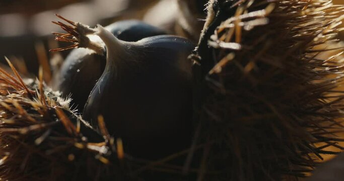 Chestnuts in bur on autumn fall ground in macro extreme close up