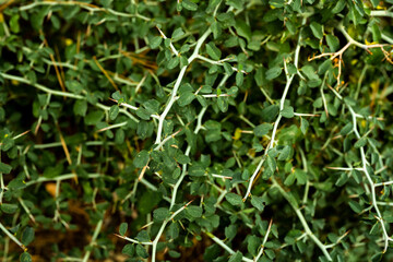 Thick Green Thorns Growing Along Trail