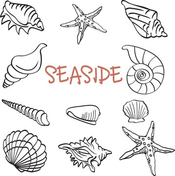 Hand drawn sea shells and stars collection. Shellfish outlines isolated on white background.