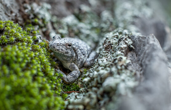 Canyon Tree Frog From Southeastern Arizona 