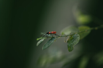 bug on a leaf