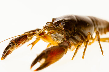 Close-up photo of the head of a crayfish with selective focus on a white background, a selective focus image of an isolated red crayfish.