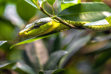 Red-tailed Green Ratsnake (Gonyosoma oxycephala)