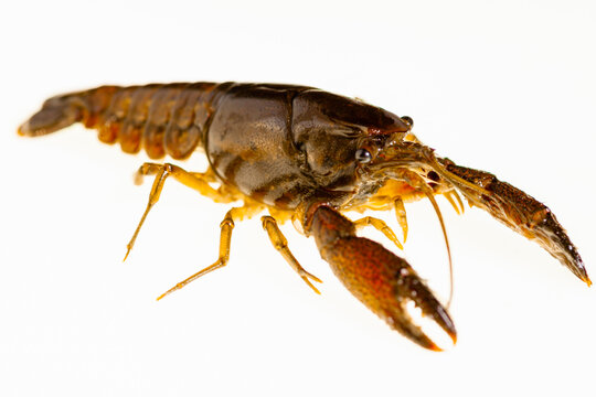 Full body shot of a red crayfish on a white background, an image of the body of a crayfish isolated.