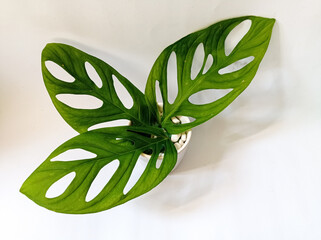 Fresh monstera leaves on white background © Lela sari