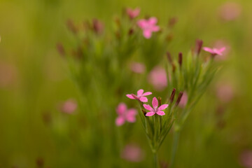 Fototapeta premium Tiny Pink Flowers