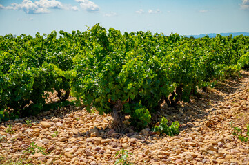 Fototapeta na wymiar Green grapevines growing on rounded pebbles on vineyards near famous winemaking ancient village Châteauneuf-du-Pape, Provence, France