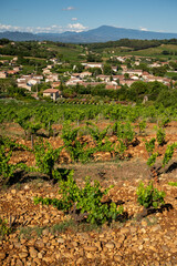 Green grapevines growing on rounded pebbles on vineyards near famous winemaking ancient village Châteauneuf-du-Pape, Provence, France