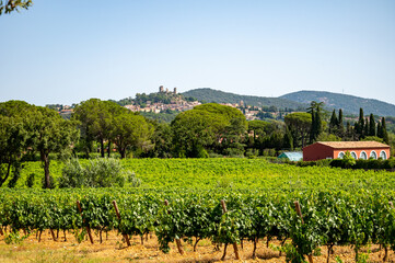 Fototapeta na wymiar View on vineyards Cotes de Provence, production of rose wine near Grimaud village, Var, France