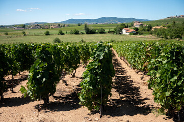 Fototapeta na wymiar View on vineyards near Mont Brouilly, wine appellation Côte de Brouilly beaujolais wine making area along Beaujolais Wine Route, France