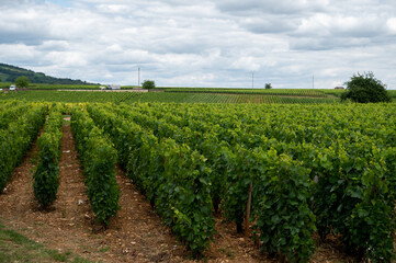 Fototapeta na wymiar Green vineyards with growing grapes plants, production of high quality famous French white wine in Puligny-Montrachet village, Burgundy, France