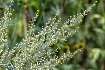 Botanical collection, leaves and berries of silver mound artemisia absinthum medicinal plant