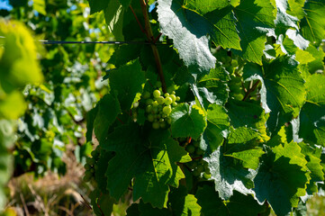 Green unripe Gamay Noir grape growing on hilly vineyards near beaujolais wine making village Val...