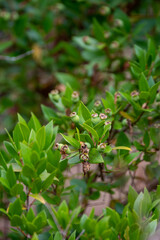 Botanical collection, leaves and berries of myrtus communis or true myrtle plant growing in garden