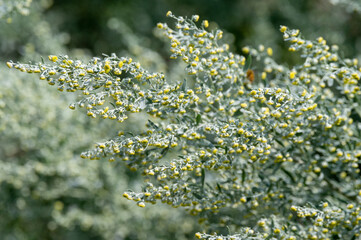 Botanical collection, leaves and berries of silver mound artemisia absinthum medicinal plant