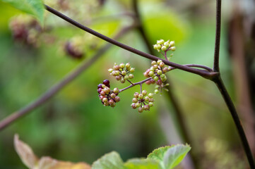 Woody shrub of Eleutherococcus senticosus or Siberian ginseng or eleuthero used in traditional Chinese medicine