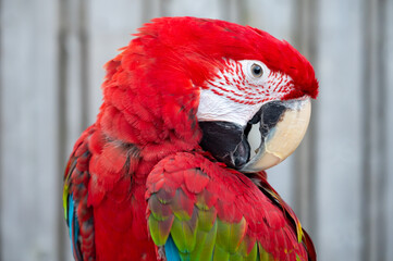 Large colorful South American macaw ara parrot close up