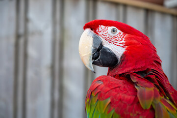 Large colorful South American macaw ara parrot close up