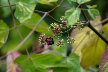 Woody shrub of Eleutherococcus senticosus or Siberian ginseng or eleuthero used in traditional Chinese medicine