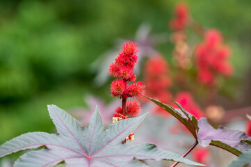 Ricinus communis or castor oil plant growing in garden