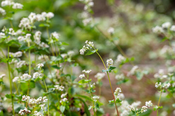 Summer blossom of fagopyrum esculentum or buckwheat plant, healthy vegetarian food