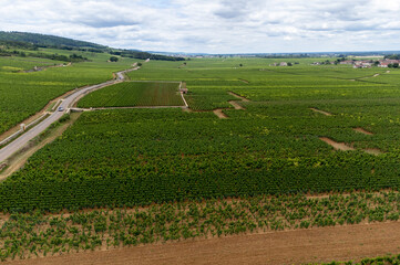 Aerial view on green vineyards with growing grapes plants, production of high quality famous French white wine in Puligny-Montrachet village, Burgundy, France