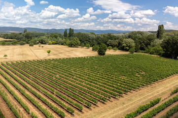 Rows of green grapevines growing on pebbles on vineyards near Lacoste village in Luberon, Provence, France