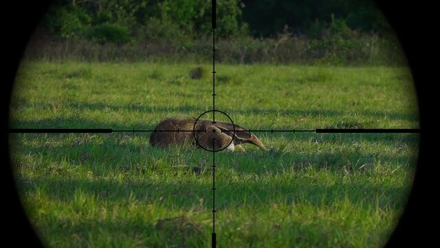 Anteater in Gun Rifle Scope. Wildlife Hunting. Poaching Endangered, Vulnerable, and Threatened Animals