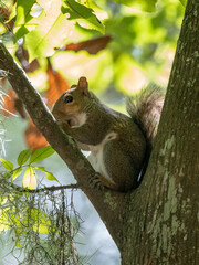 brown squirrel sitting in a tree eating an acorn