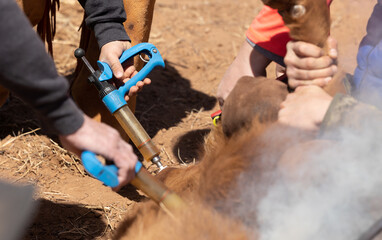 Vaccinating calves 