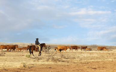 Fototapeta na wymiar Cattle Gathering