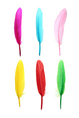 Set with different beautiful color feathers on white background