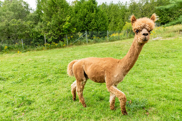 Stretching Alpaca in a Meadow being curious