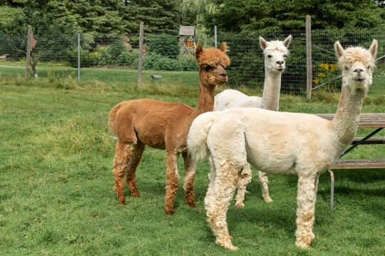 Trio of Alpaca Looking Curiously at the 