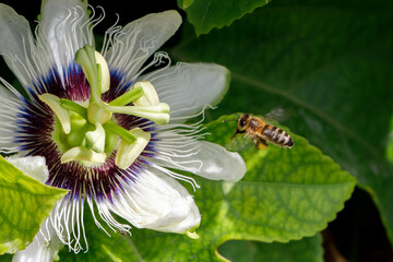 A bee pollinates a passion fruit flower. Imagine a close-up.