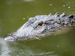Obraz premium american alligator swimming in a large pond