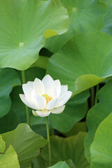 Fototapeta premium 蓮の花