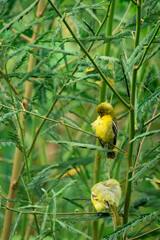 yellow Bird on a tree in garden, Asian Golden Weaver, Ploceus hypoxanthus, Cute Birds of Thailand