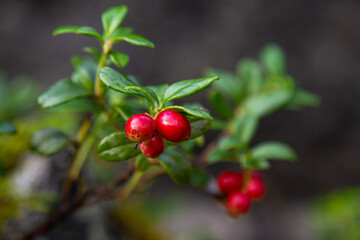 Fototapeta premium red currant bush