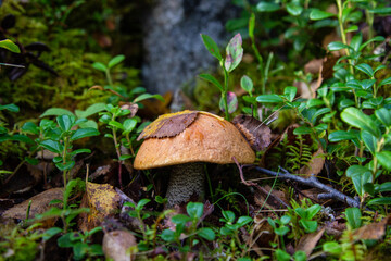 mushroom in the forest