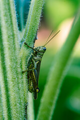 close-up of a grasshopper on the side of a sunflower