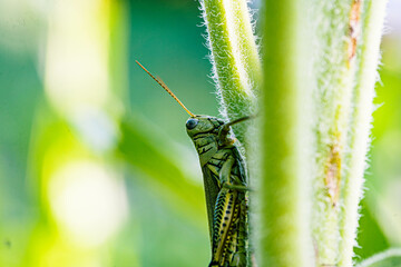 close-up of a grasshopper on the side of a sunflower